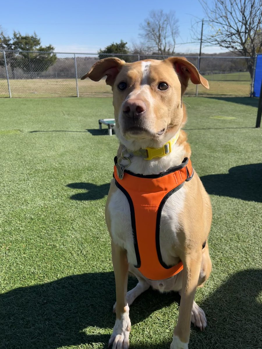 WholeheartedK9's tweet image. Wonderful training session with this sweetheart developing loose leash walking manners and healthy coping skills! 
#PositiveTraining #GoodDog #LeashManners