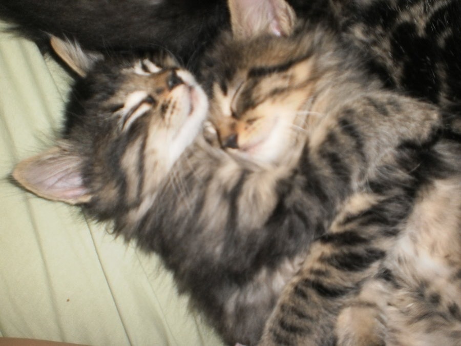 Kitty archives ♡ (@puppierz) on Twitter photo 