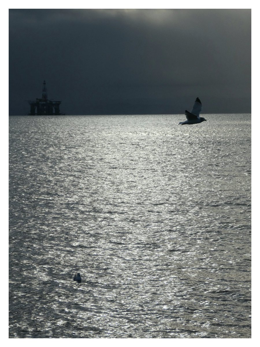 shamblesklutz's tweet photo. Rigs, rays, gulls and buoys on the Forth today.
#firthofforth #largobay #lowerlargo #Fife https://t.co/tnav499gfZ