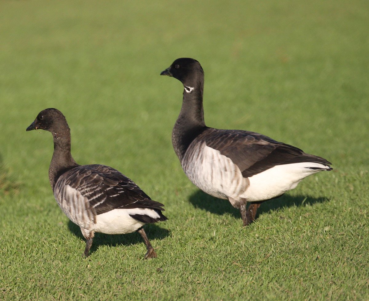 A very small juv Brent goose today in the pitch and putt Dungarvan.