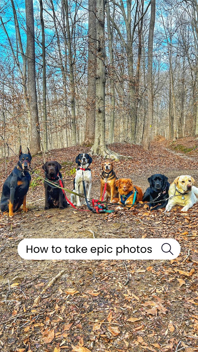 DCDogHikes's tweet photo. https://t.co/Mb7sTxWnz5