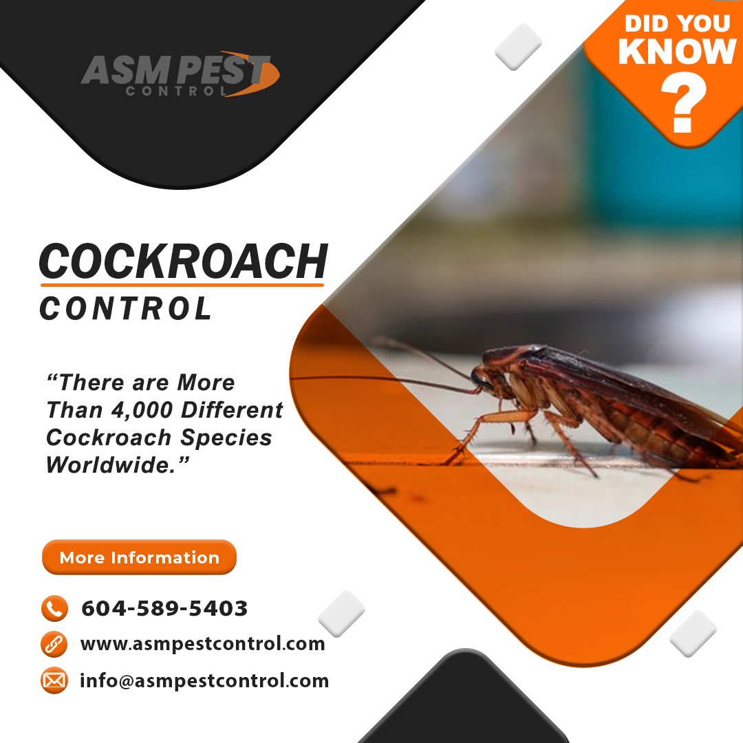 asmpestcontrol's tweet image. ASM Pest Control services are perfect for anyone who is tired of unwanted roommates! Give us a call or book us online and we&apos;ll rid you of the menace.
📷- 604 - 589 - 5403
📷- asmpestcontrol.com/cockroach-cont…
.
.
.
#ASM,#ASMPestControl, #cockroachcontrol, #CockroachExtermination,