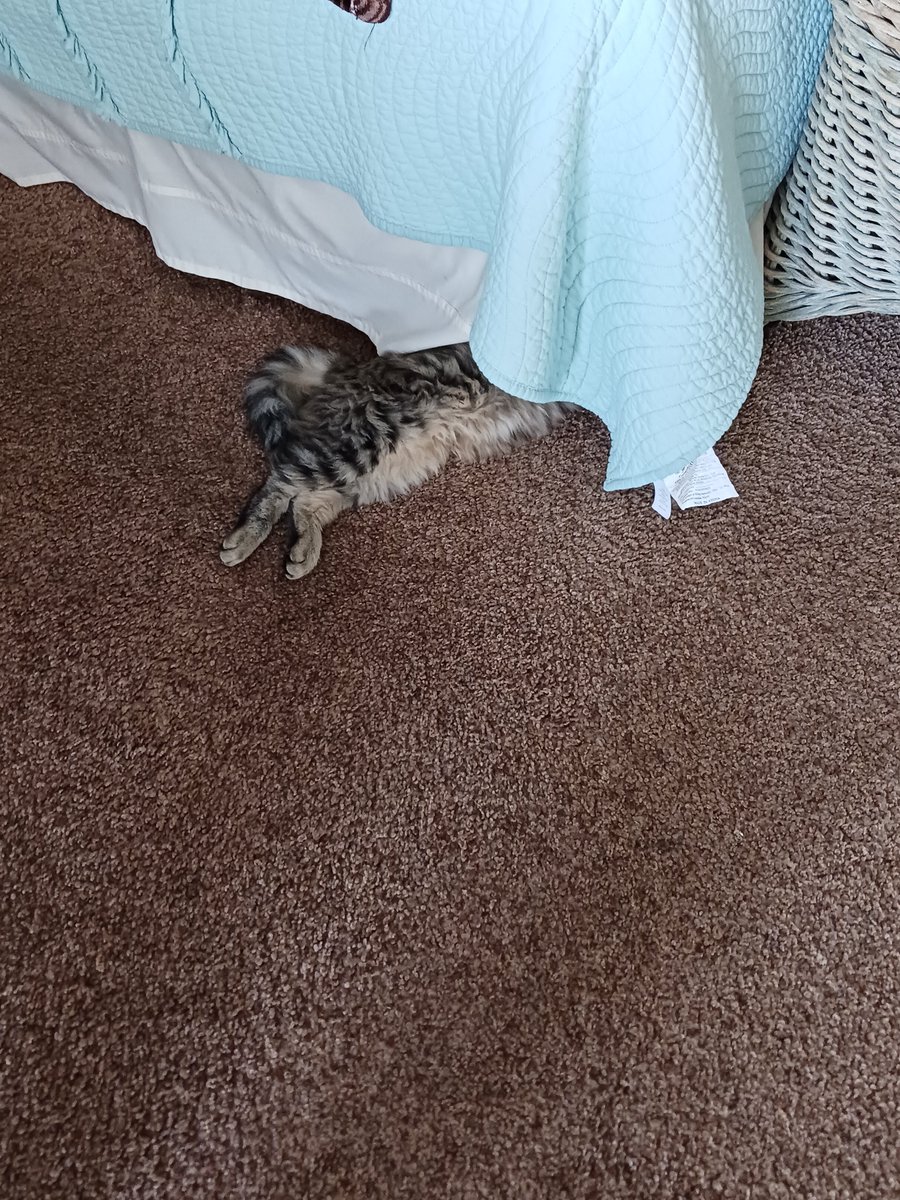JoaniePhotos's tweet photo. One of my holiday projects: handmade soap. Glycerin-based. And, if you listen closely, you'll hear Georgie in the background demanding to know why I'm not recording him. Silly #kitten #kittensoftwitter #CatsOfTwitter #fridayfloof #jellybellyfriday #handmade #handmadegifts https://t.co/RcJzAxn2s9