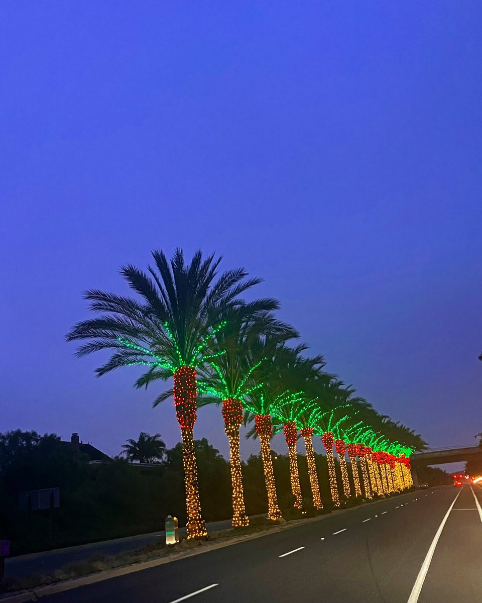 This is on the PCH early morning! I love the palm trees!#trees #Christmas2023 #christmaslights #Friday