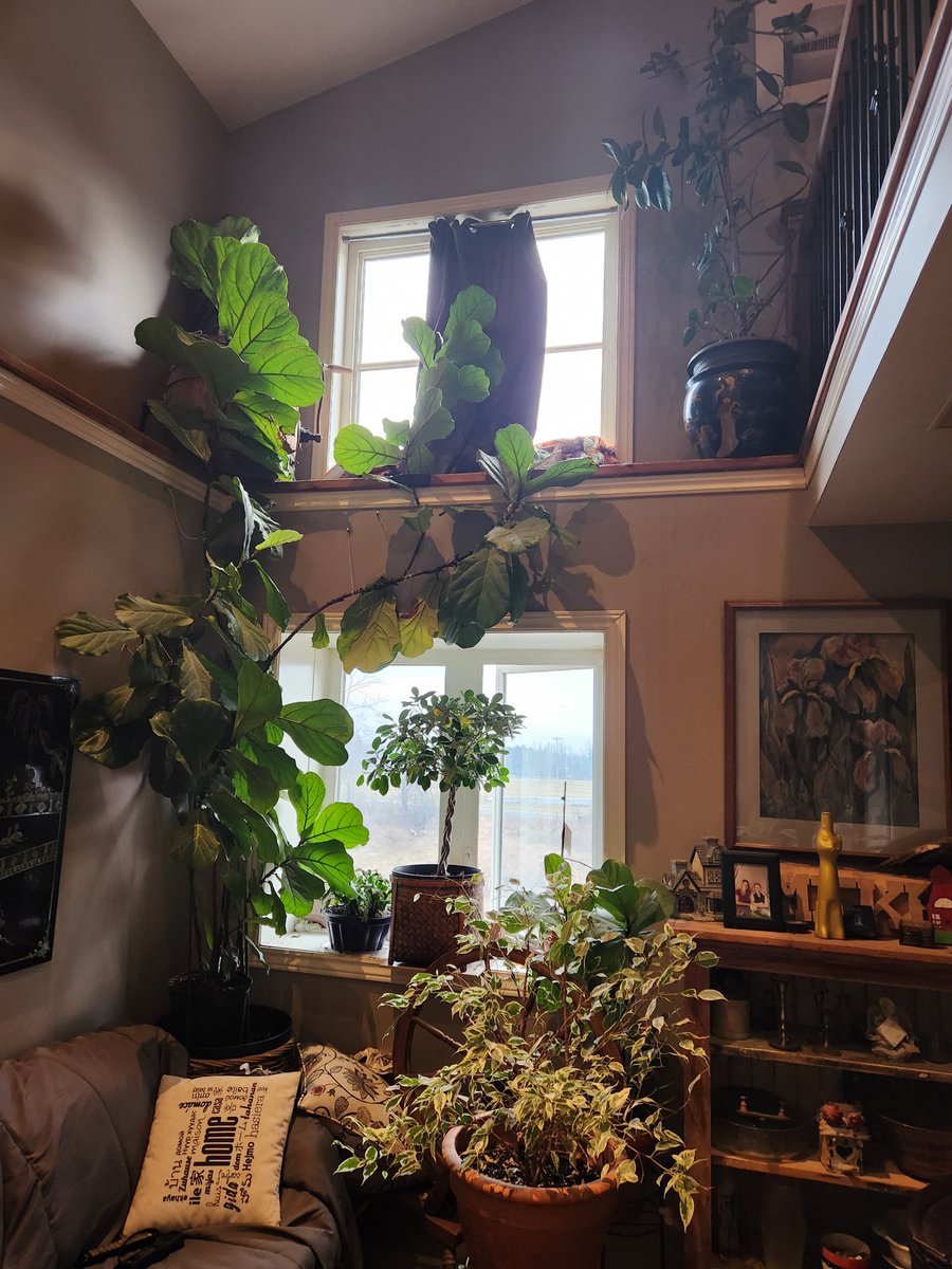 ScottTh66153768's tweet photo. My baby , 15 foot high Ficus Lyrata on left.
Ficus Moclame in basket.
Ficus Starlight on right.
Ficus Elastica upper right.
#FicusFriday https://t.co/GudciDuWGp