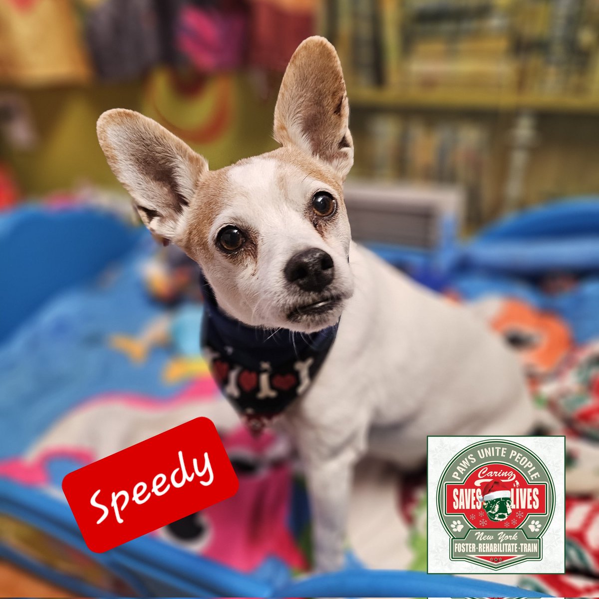 PawsUnitePeople's tweet photo. We are almost halfway to goal to get out of the "red" in 2023 ❤️🙏❤️ 
Our shelter residents appreciate your assistance. https://t.co/dyZpWjuRqK https://t.co/weVIc2WnoY