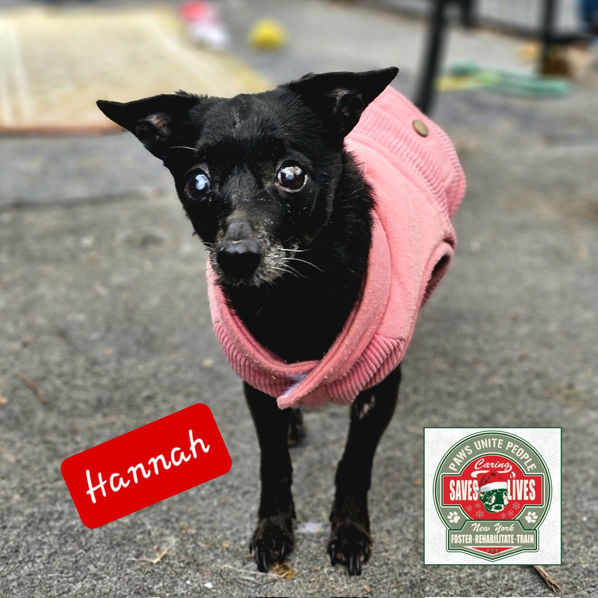 PawsUnitePeople's tweet photo. We are almost halfway to goal to get out of the "red" in 2023 ❤️🙏❤️ 
Our shelter residents appreciate your assistance. https://t.co/dyZpWjuRqK https://t.co/weVIc2WnoY