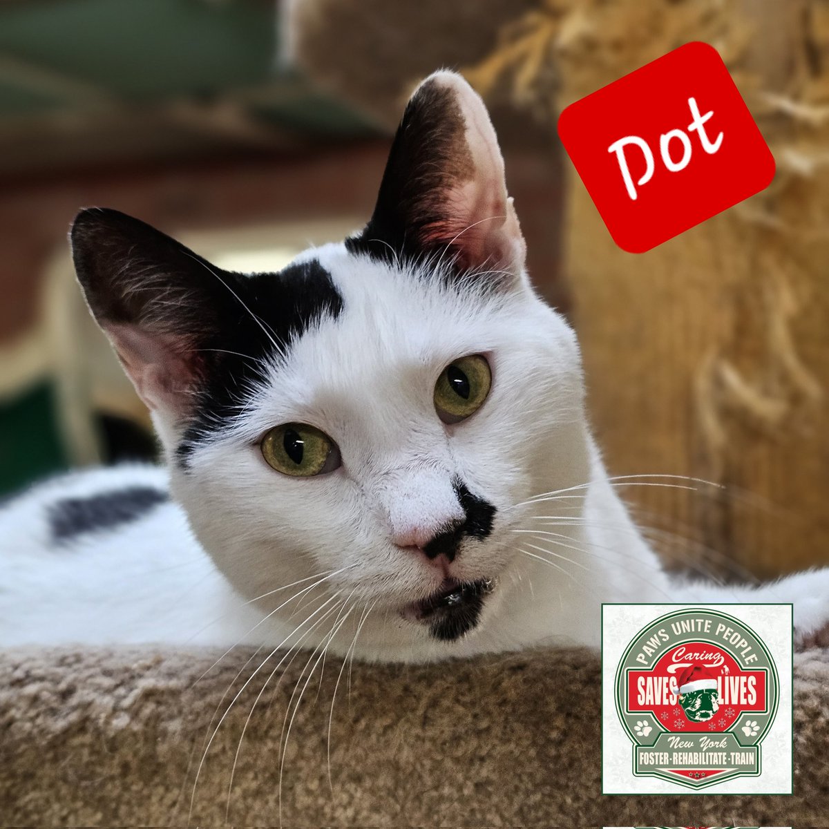 PawsUnitePeople's tweet photo. We are almost halfway to goal to get out of the "red" in 2023 ❤️🙏❤️ 
Our shelter residents appreciate your assistance. https://t.co/dyZpWjuRqK https://t.co/weVIc2WnoY