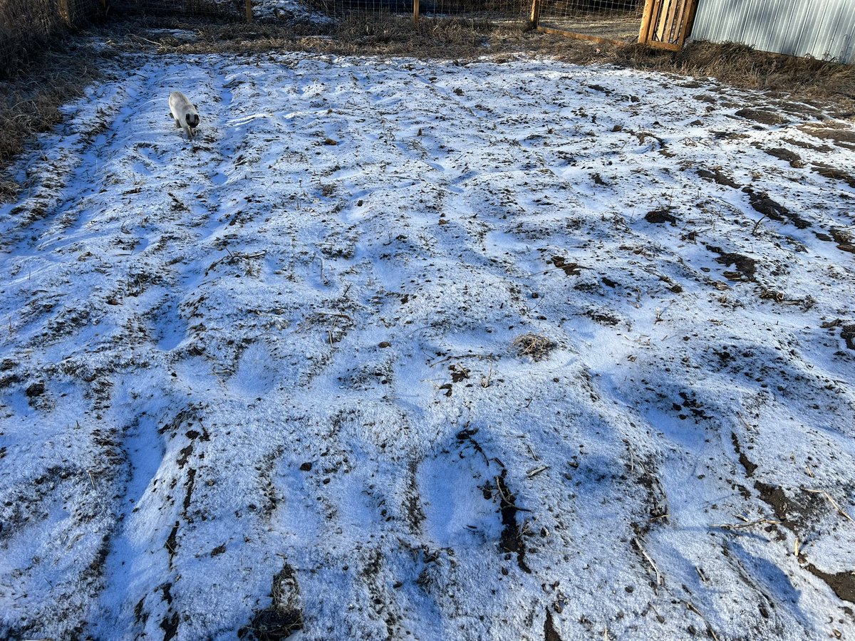It may look like snow but this is really just frost on bare soil. In the absence of a snow cover there are intense temperature/humidity gradients that are moving soil water to the surface as vapor where it’s refreezing and then sublimating. No snow = drier soils #westcdnag #water