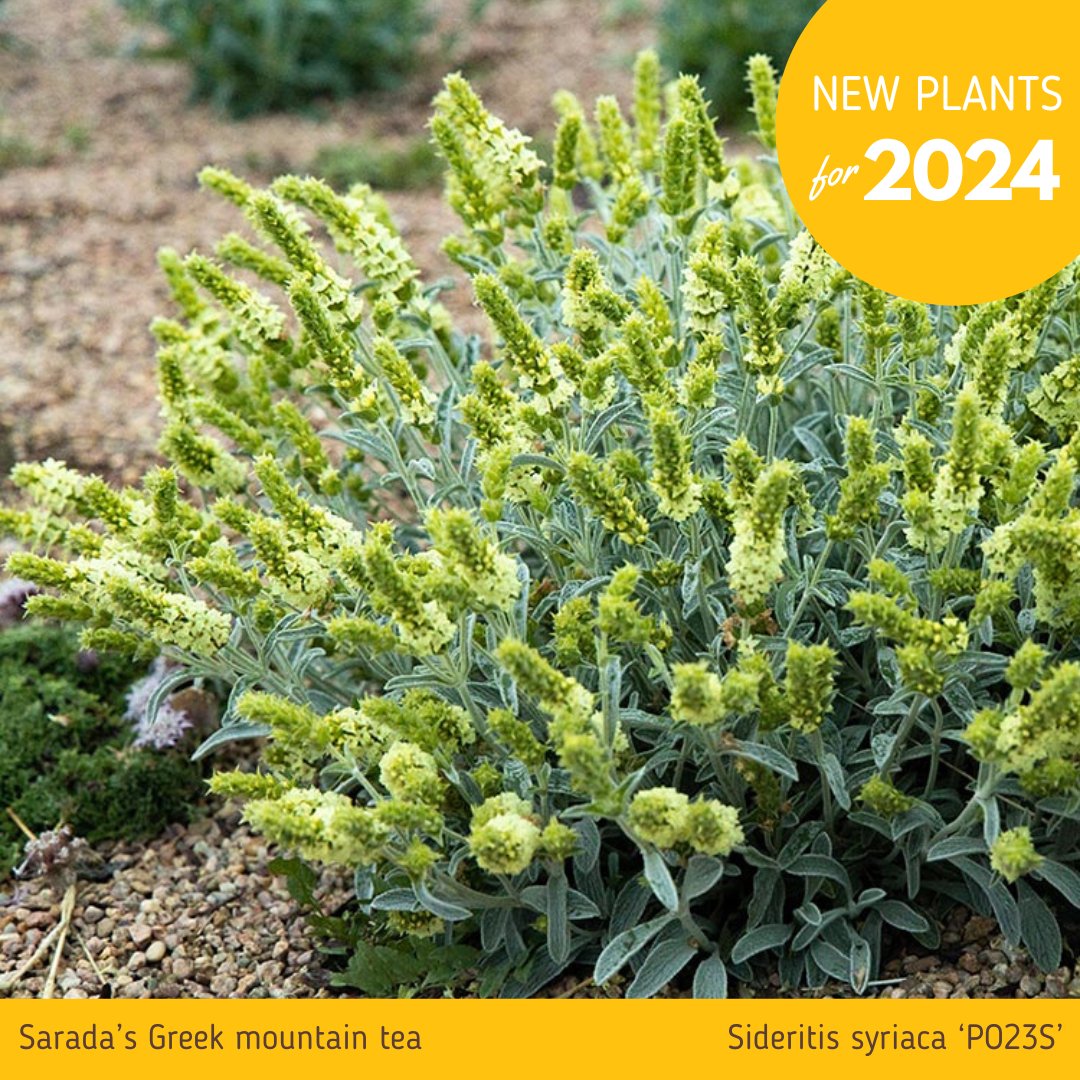 plantselect's tweet photo. Announcing Sarada’s Greek mountain tea (Sideritis syriaca ‘P023S’). Full sun. Low water. Sandy, clay, or loam soil. 10-12″ tall, 18″ wide. Blooms late June-early July. Zones 5-10.⁠ #plantselect #newplants #2024plantselect #saradasgreekmountaintea #mountaintea #sideritis https://t.co/KgQ7asHJqA