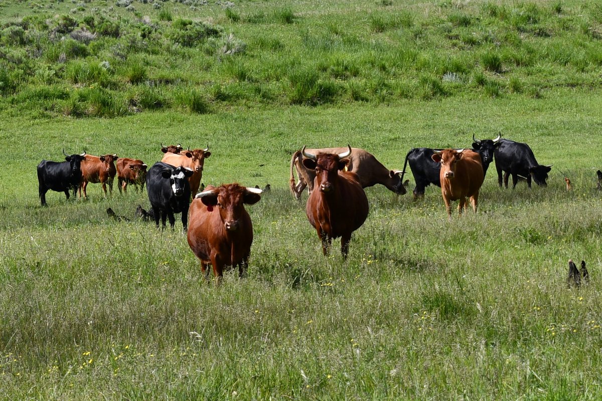Hello, friends. We're going to have some delicious 100% grassfed beef available toward the end of January. Buy in bulk. Let me know you're interested by emailing me at lwebb@exoro.com and I will send you details. 
thanks.