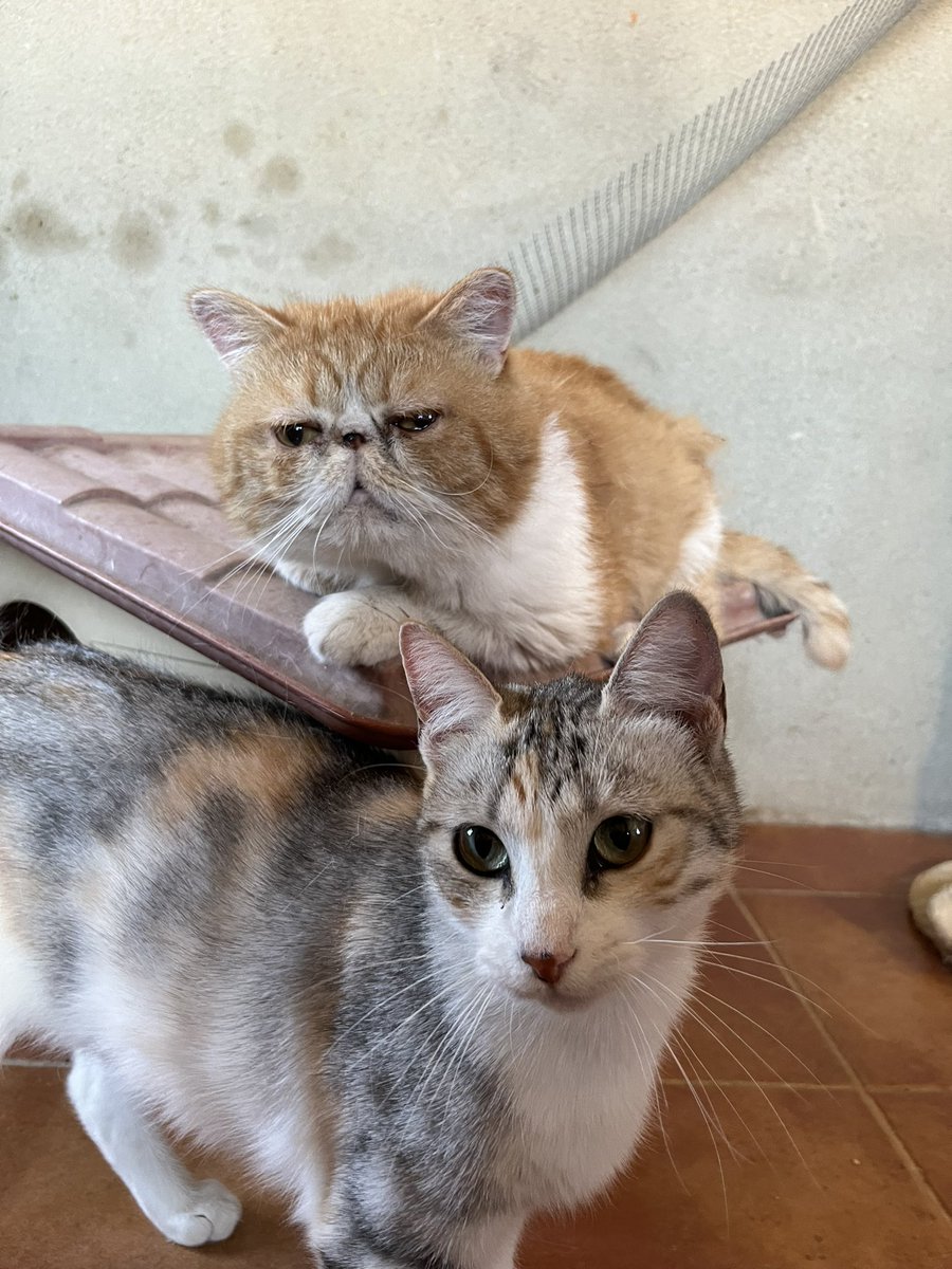 Ya tengo el recuento de todo lo recaudado para la protectora: 120-150€ 

Millones de gracias por la participación y las donaciones, a Nieve, Ball, Lorenzo, Neko y Pujol les habéis hecho más felices ☺️🤍