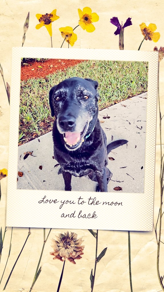 Vixen1267's tweet photo. Love you to the moon and back, and back again, and back again, and again, and again.....you get the idea. #my❤ #LabMom #liveeverymoment #lrrofl_sfl #blackLabSquad #blackdogrunsmyworld https://t.co/zQsogiiSUD