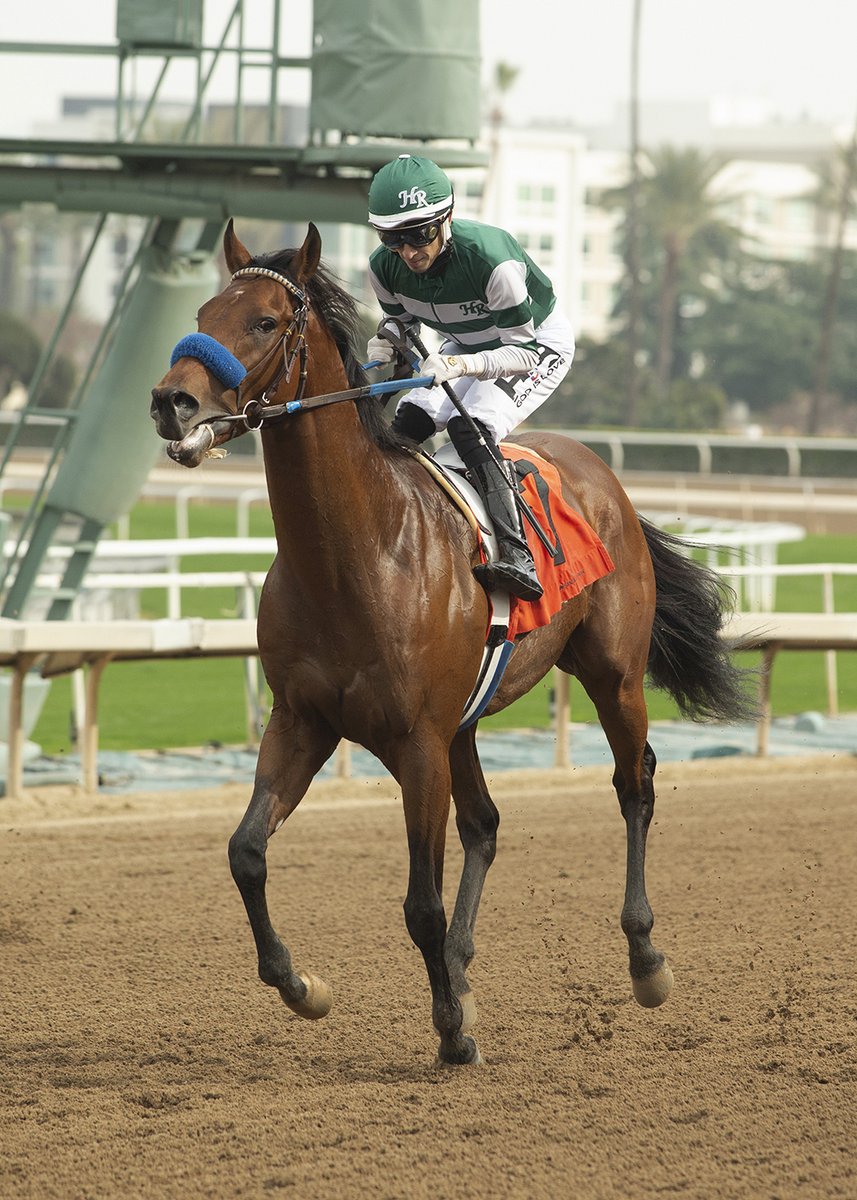 sadlerracing's tweet photo. A great start to a holiday weekend of racing. Autoline broke his maiden #sadlerstyle in the 1st race @santaanitapark  Congratulations to his amazing owners @stephrosa3 @KostaHronis @Hronis_Racing 
Thank you to our wonderful team!  @johnwsadler @JuanLeyva1984 @NathalieDarley https://t.co/4rjgx1cMAy