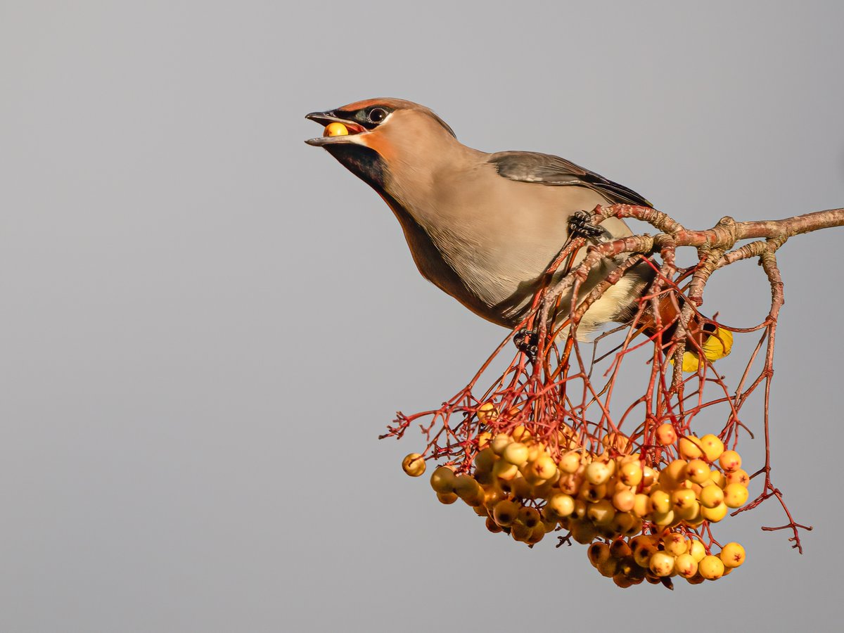 TerryLaws99's tweet photo. Finally joined this years Waxwing club this afternoon. https://t.co/hgv19ZtiJM