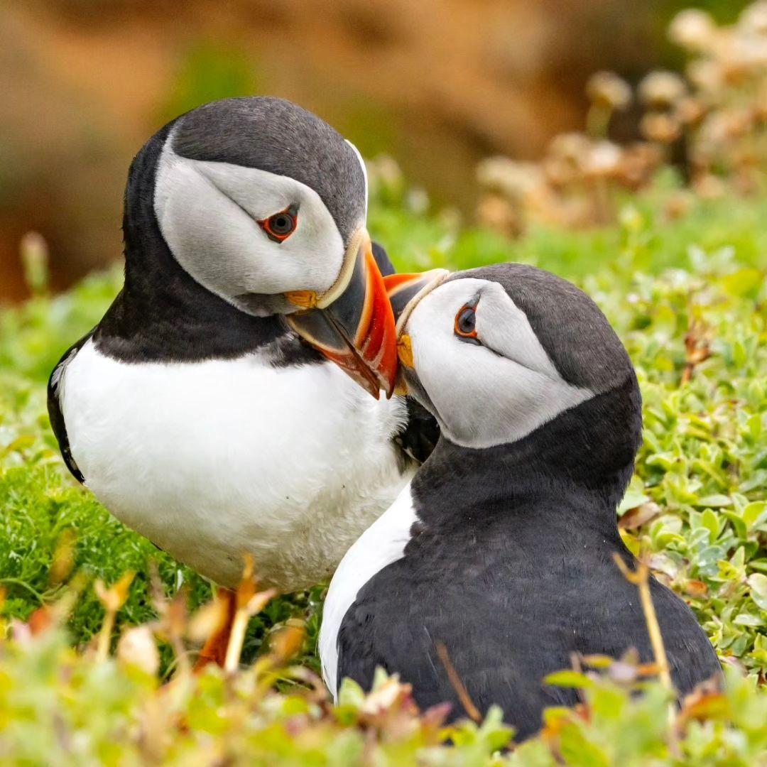 Did you know that puffins are loyal sea parrots, who often reunite with the same partner every breeding season? Some pairs have lasted an astonishing 20 years! #EarthCapture by @dafnaphotography via Instagram