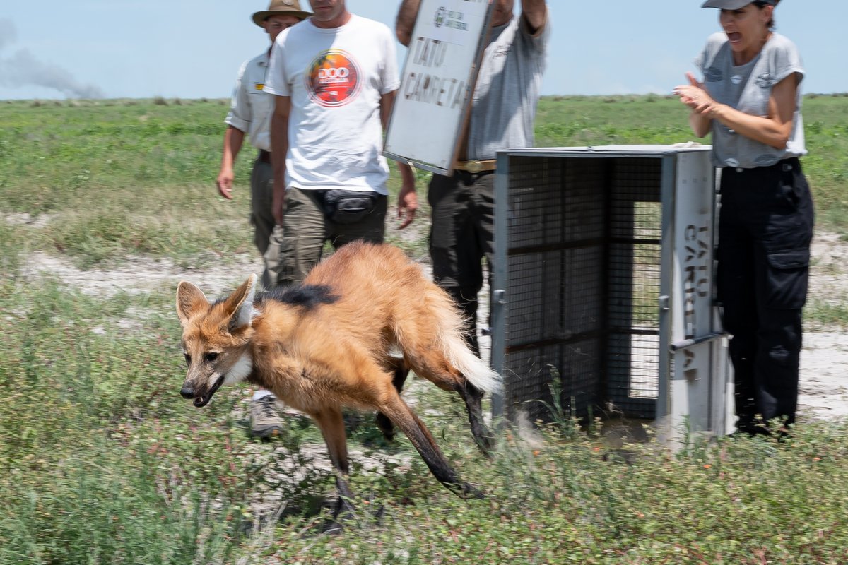 tori_flores's tweet photo. ¡El agurá se recuperó y volvió a la naturaleza! 🦊

Después de atravesar un período de rehabilitación y activación muscular, los veterinarios de la Reserva Tatu Carreta le dieron el alta y pudo regresar a su hábitat. 🦴 🧑‍⚕️ https://t.co/11rfo6NasK