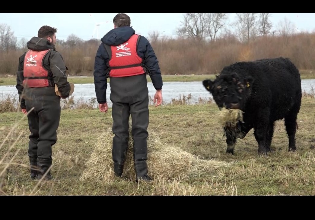 Wat zullen we aan doen als we de stier van zijn eiland gaan bevrijden? Hhmmm, ik heb nog wel een paar rode hesjes liggen...