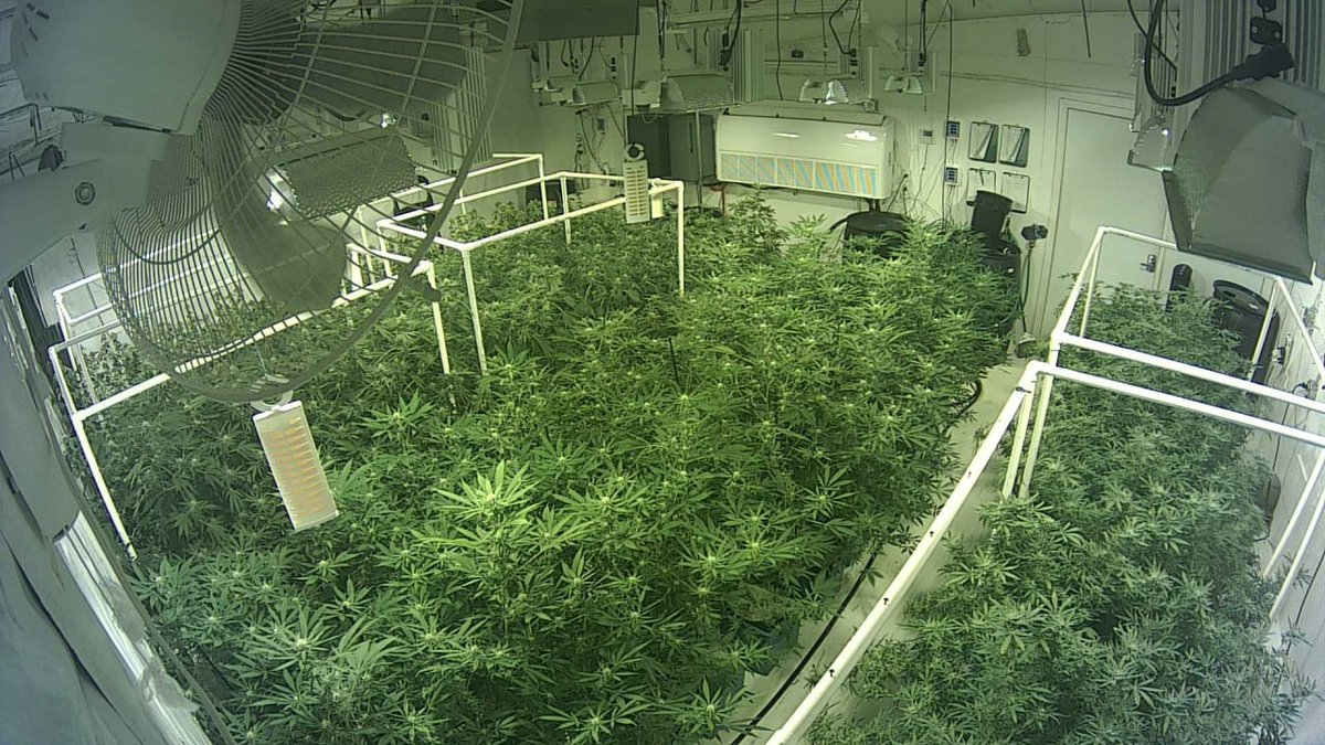 Just found a really cool Tomato garden on Shodan