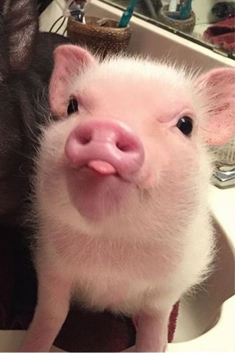 twaniimals's tweet photo. https://t.co/1J9GijDwHn