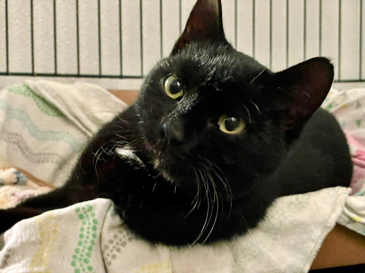 RappCatsAdopt's tweet photo. ✨Help us welcome newbie Felix. He was hanging out at our town's Irish pub &amp; we've tried hard to find an owner, but no luck/no chip. A super sweet, friendly kitty! #va #virginia #pets #caturday #saturday #SaturdayVibes #dc #washingtondc #maryland #kitten #nova #CatsLover #cute https://t.co/1xODZSh6uu