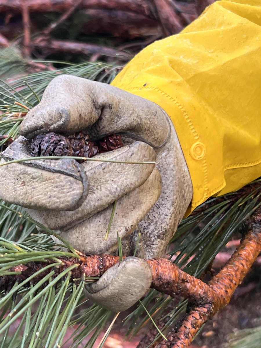 Harvesting our fallen forest💔🌱#HuntClubForest. 
This is #Ottawa.
#nationscapital. 
In Canada, our ✈️ can cut down forests. Right? <a href="/flyyow/">flyyow</a> <a href="/canadasairports/">canadasairports</a> 
We would like that to change.
#UpdateTheLandLease <a href="/pablorodriguez/">Pablo Rodriguez</a> @liberalca <a href="/taylorbachrach/">Taylor Bachrach</a> <a href="/ndpcanada/">Mitchel</a>  #climateaction
