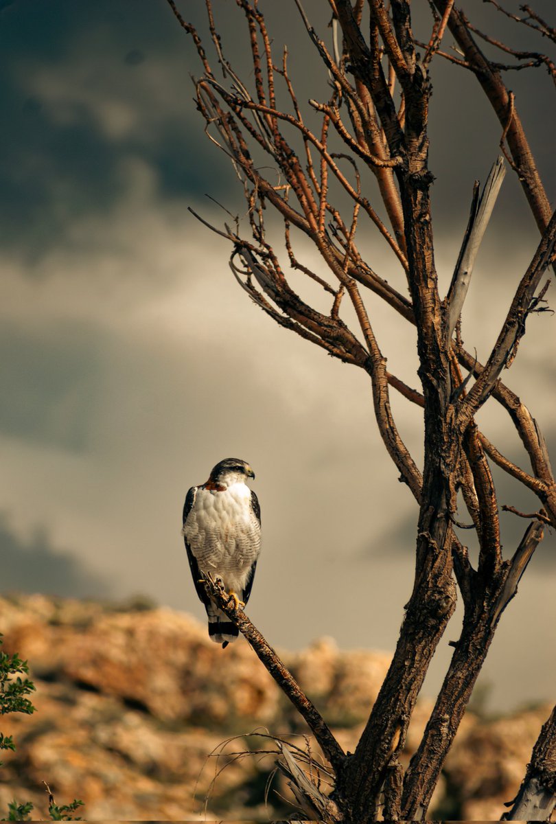 Caro_heritier's tweet photo. "Froto mis párpados:
el cielo anda en la tierra."
(Octavio Paz)
#nikonphotographer
#nikonphotography
#nikonnature
#nikoncreators
#birdsofinstagram
#jujuy
#photonature
© Carolina Heritier https://t.co/RRqJyV1BIv