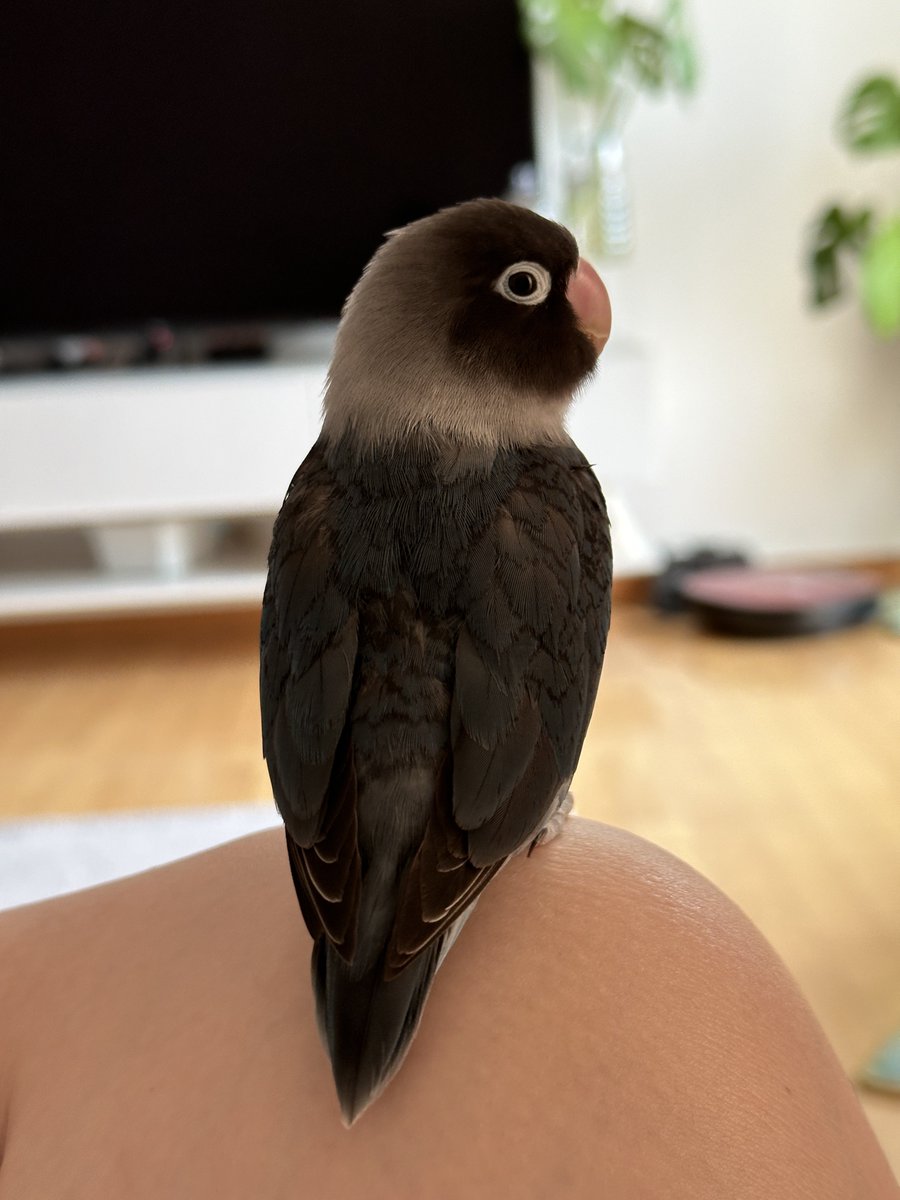 내고소한주먹밥드래곤