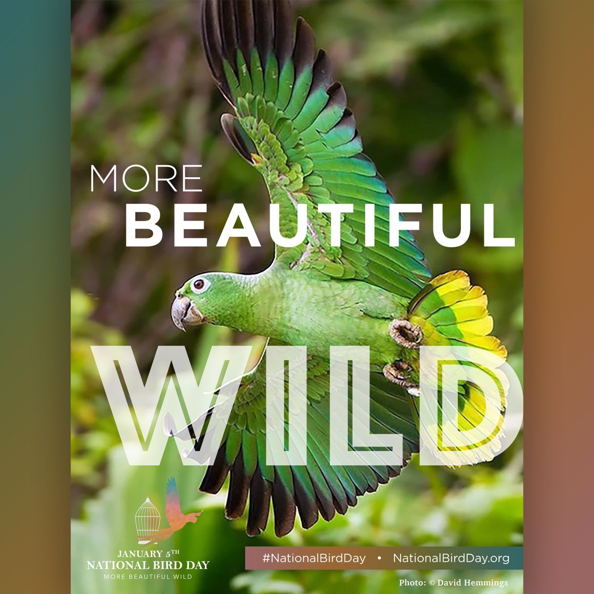 Nothing epitomizes the symbol of freedom more than a bird in flight. That is why the theme for Avian Welfare Coalition's National Bird Day 2024 campaign is "Right To Flight!"  Learn more: nationalbirdday.org