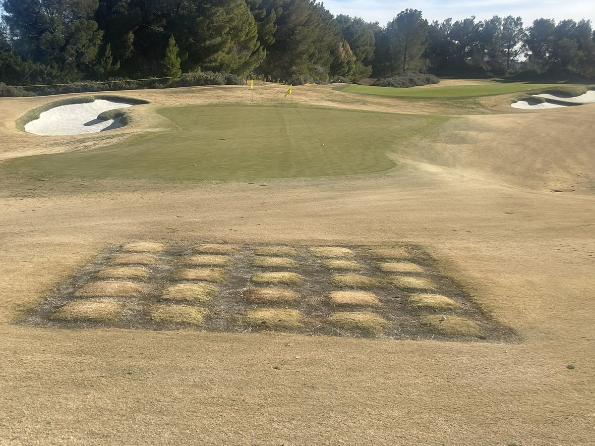 Las Vegas is the Holy Grail of bermudagrass winter color retention in the SW. Obviously, we’re not there, yet but TifTuf is the most ‘green’ among commercial cvs. & UCR genotypes. Not surprisingly, Tahoma 31 & Latitude 36 are very dormant considering winter survival breeding obj.