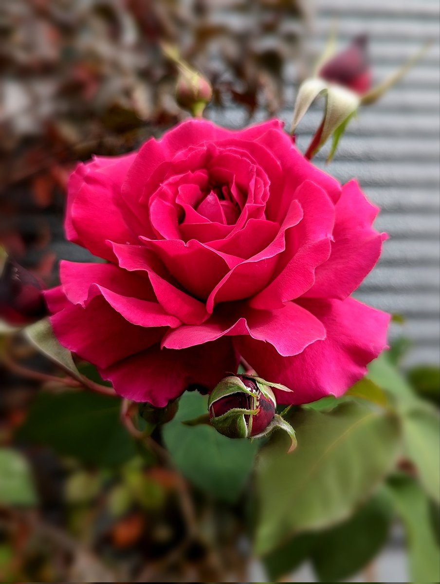 brqkr's tweet image. 12月30日(土)
おはようございます💗💗💗

今年はたくさんの心温まる繋がりを
ありがとうございました💕🫶🏻💕

来年も引き続き
よろしくお願いいたします(⋆ᴗ͈ˬᴗ͈)”🌹

皆さま笑顔で健やかな新年を
お迎えくださいませ🎍⛩️🎍
✧2023年最終ポストです✧