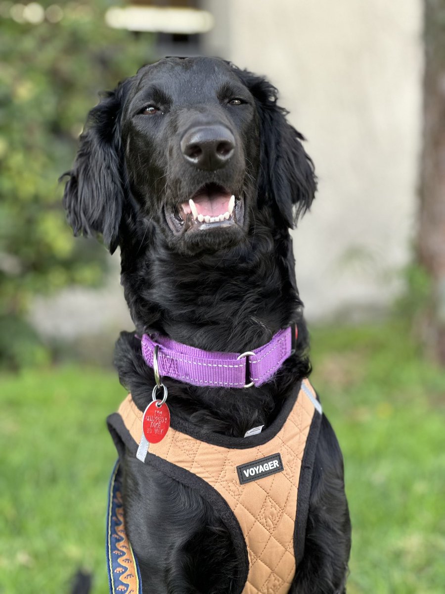 OnlyStans85's tweet photo. Hello, my name is Tendi.
I like treats๐
I give the best snuggles๐
I have boundless energy๐
#StarTrek #StarTrekLDS #LowerDecks https://t.co/VniJsIBBD9