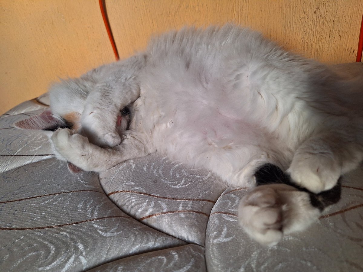 ErikoEwe's tweet photo. @userm4ykol Mi gatita mimida xd https://t.co/lBnpEHc7FC