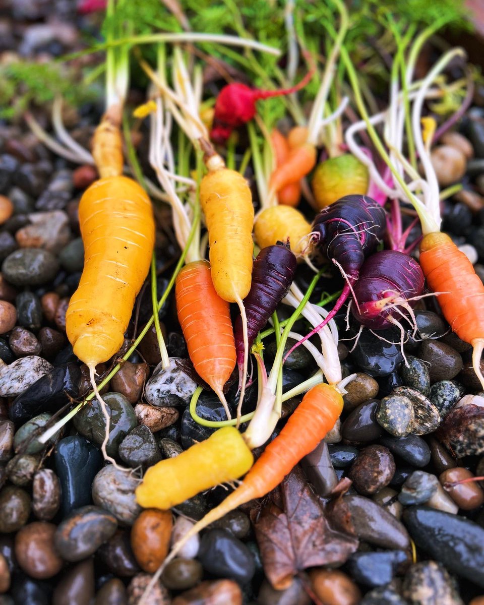 Final harvest of my <a href="/westcoastseeds/">West Coast Seeds</a> beets and carrots, kale looking great as well #urbangarden #urbangardening #garden #vegetables #beets #carrots #kale #gardening #growyourown #food #raisedgardenbeds