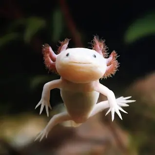 people are tired of half human half animals because it's always dogs and cats man...why can't we have more characters based off mantis shrimps...thorny devils...birds of paradise...axolotls...like idk i'd read about these guys in a story (the devil is ok btw it can cry blood)