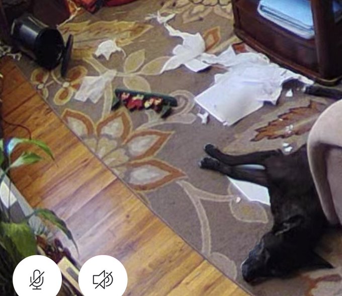 checked my security camera and my dog is fast asleep after destroying my house, what an angel ? https://t