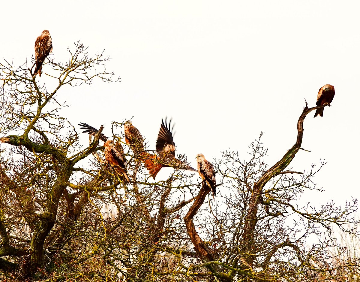 A “whistle” of Red Kites ( I made that up) ..
@grundonrecycle @wild_oxfordshire @bensonnaturegroup #redkite #redkites #chilterns #thechilterns #chilternhills #thechilternhills #grundon #birdofprey #birdsofprey #chilternsights @chilternsights <a href="/ChilternsNT/">Chiltern Countryside</a> @ChilternsAONB <a href="/TOE_oxon/">Trust for Oxfordshire's Environment</a>