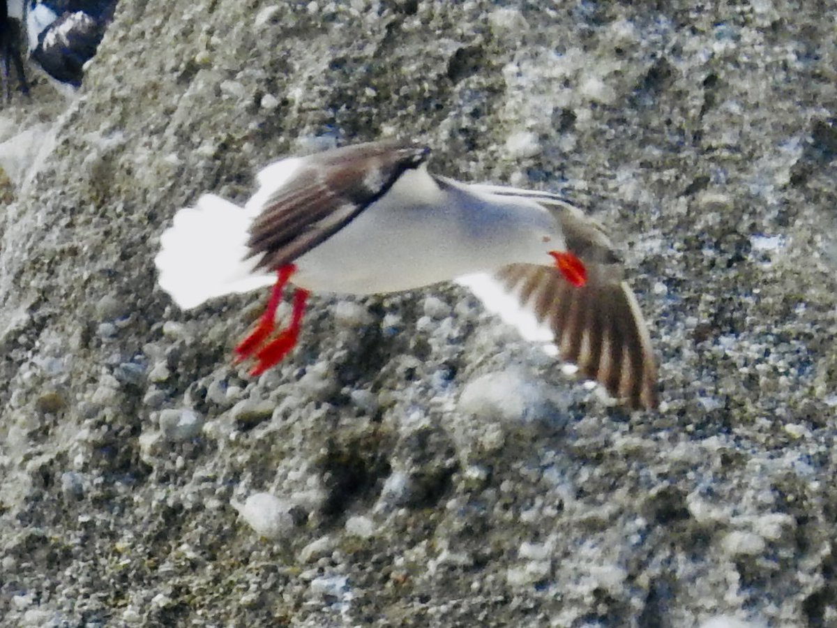 koolshark2's tweet photo. #dolphingull #lifer : Summer in December…idk what kind(s) of dolphins I saw there (there are several possibilities and we saw quite a few) but I know I saw dolphin gulls…#Magdalenaisland #PuntaArenas #chile #birding #patagonia #patagonianchile #birdsofpatagonia https://t.co/NhVFP2qnvn