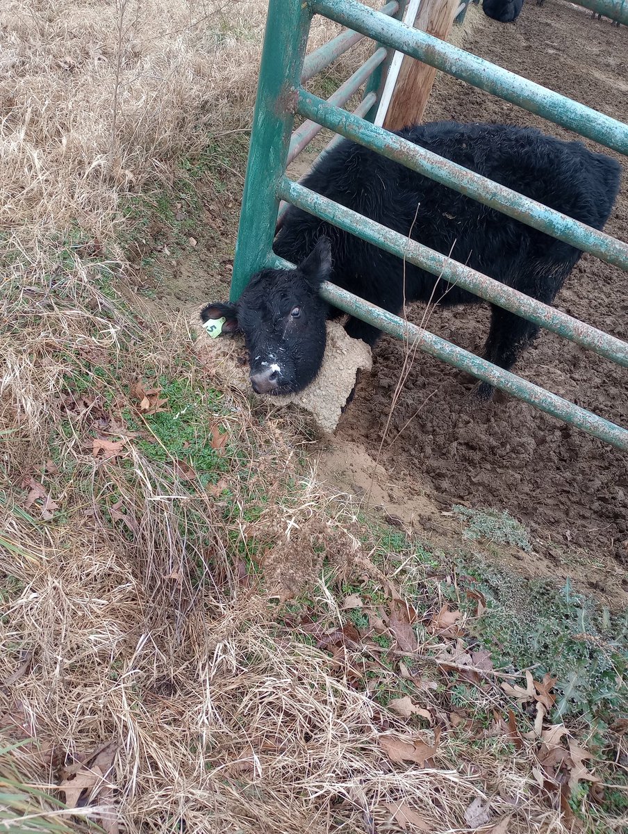 Just another reason we eat the stupid bastards.
#agtwitter