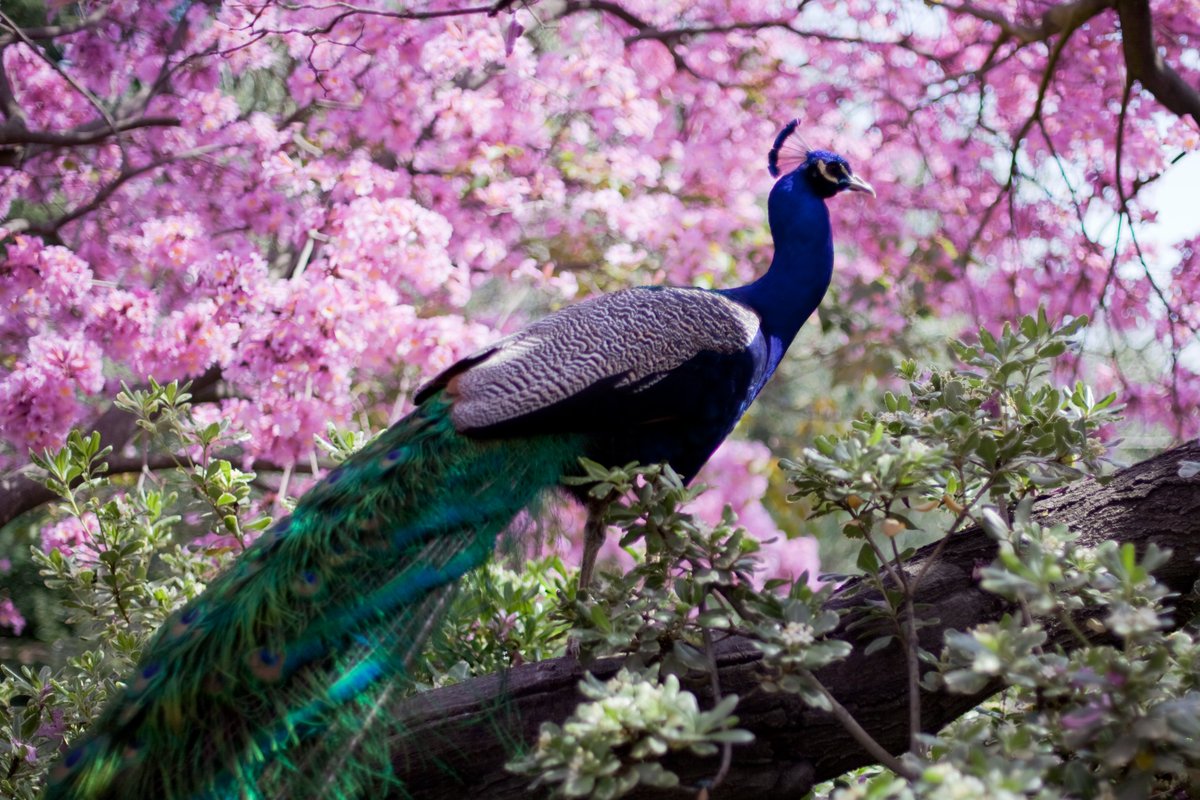 Optics4Birding's tweet photo. The term "peacock" is commonly used to refer to birds of both sexes. Technically, only males are peacocks. Females are peahens. #Birdwatching #Optics4Birding https://t.co/LLcdAkLmZh