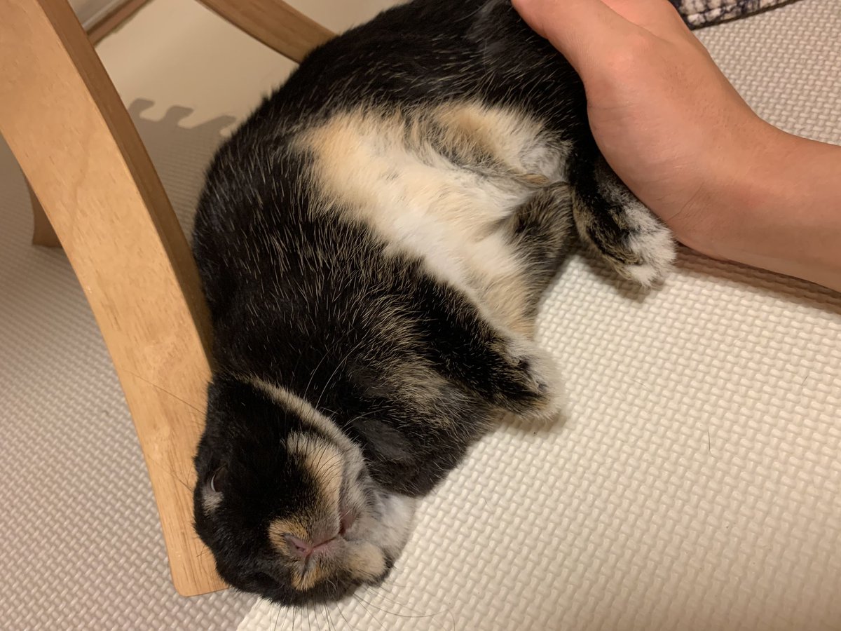 HopRabbit's tweet photo. 年末ですから、うさぎもゴロゴロしてます🐰🖤
#うさぎがいる暮らし https://t.co/lJ9sq505Uy