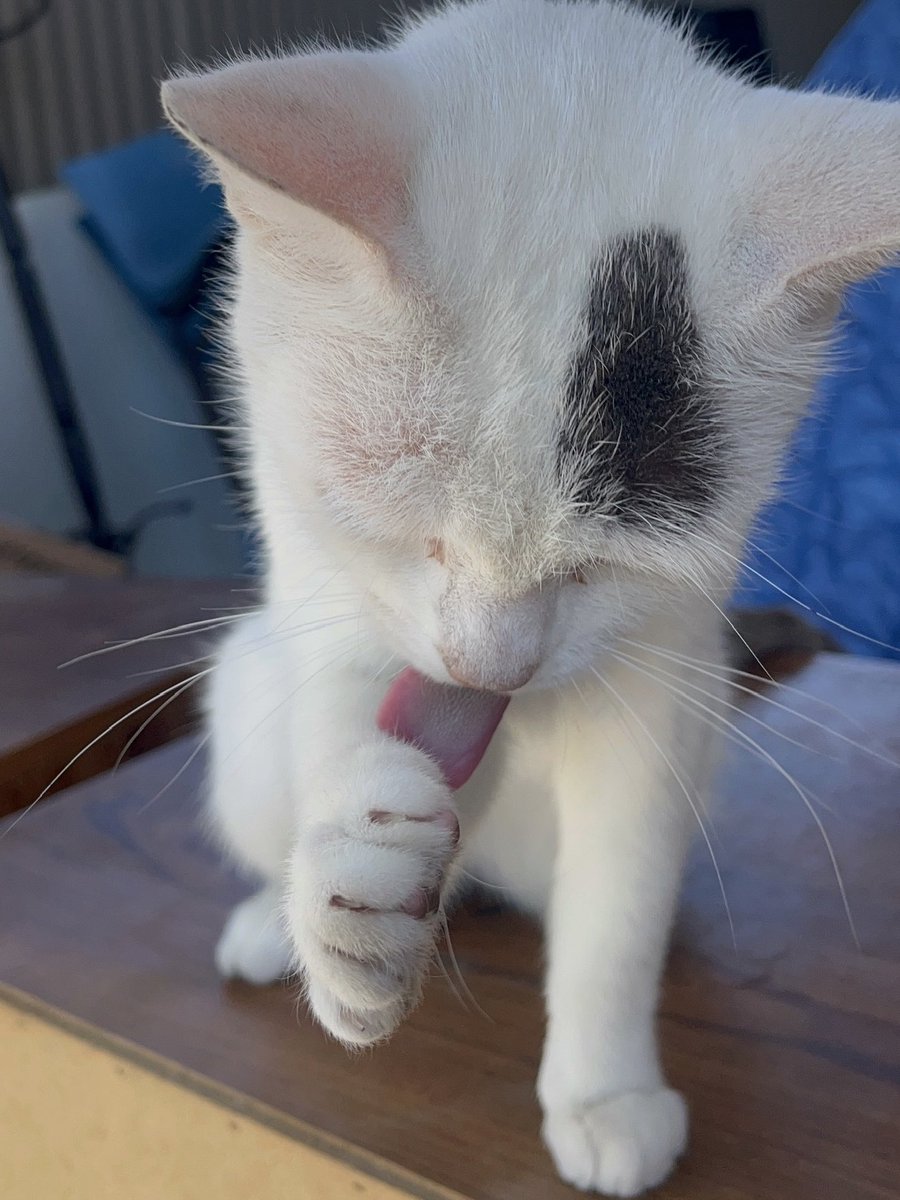 half_straycat's tweet photo. Paw Paw care🪮👅
#Cattonguebrush #catcomb #cat #catlife #halfstraycat #whitecat #lovelycat #pawpads #catoftheday https://t.co/RKoPsa2XoN