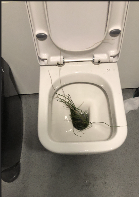 ThatBeerPlaceHQ's tweet photo. Sigh 🙄

So someone tonight has reached up and ripped a load of stems off one of our plants that is positioned high up on a shelf above the toilet &amp; stuffed them down the toilet.

This is why we can't have nice things https://t.co/CQ44z9H9zq