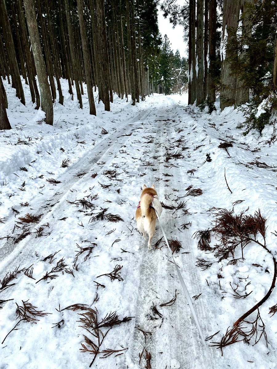 Aggregatlugh's tweet photo. 冬の高地トレーニング
スタートじゃー💨👍
まめしゃんよ
グダグダの心身を
シャキッと洗濯するぜよ💨👍👍💨 https://t.co/BFTO1hdKOR
