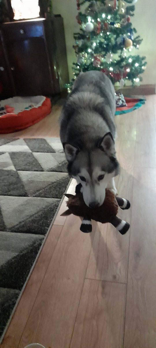 Happy Dakota playing with just one of many toy's santa 🎅 brought her. Hope you had a beautiful Christmas xxx