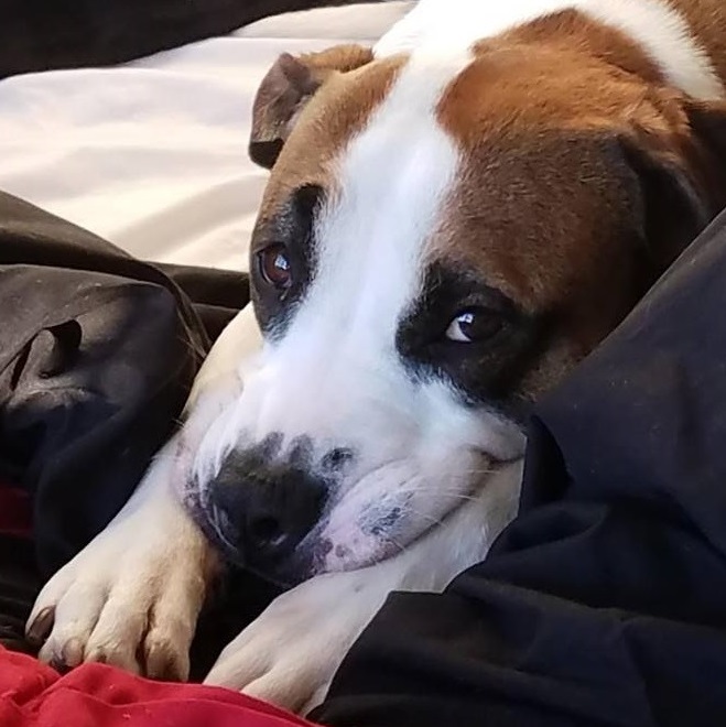 barkingwilder's tweet photo. @JuliaLepetit My partner and I got our sweet pit mix Kaia there six years ago, and, it turns out, she's the best dog in the whole world. But all the other animals at Danville? Also the best. https://t.co/iLZlf4YSFE