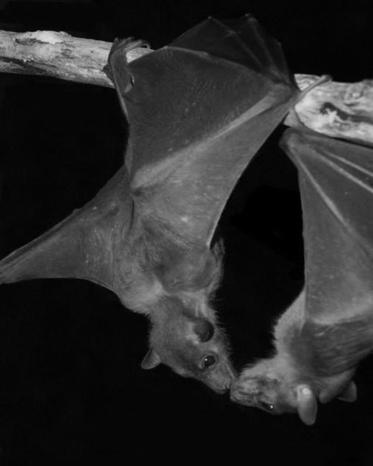 hearthfirearts's tweet photo. 🦇 https://t.co/8mZojdBKG0