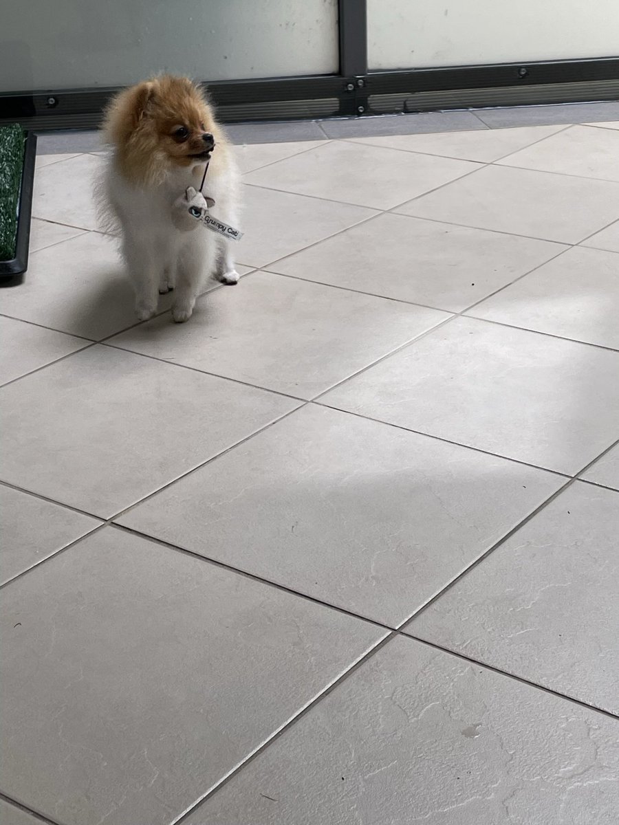 k216s10's tweet image. Mr grumpy toy is kitty’s new favourite 

#kitty
#Pomeranian
#mrGrumpy 
#sydney
#australia