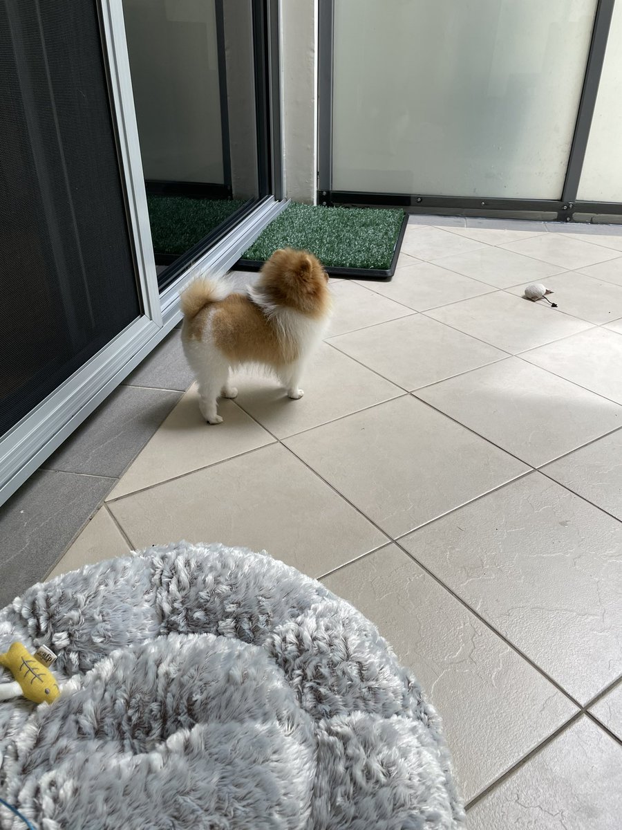 k216s10's tweet image. Mr grumpy toy is kitty’s new favourite 

#kitty
#Pomeranian
#mrGrumpy 
#sydney
#australia
