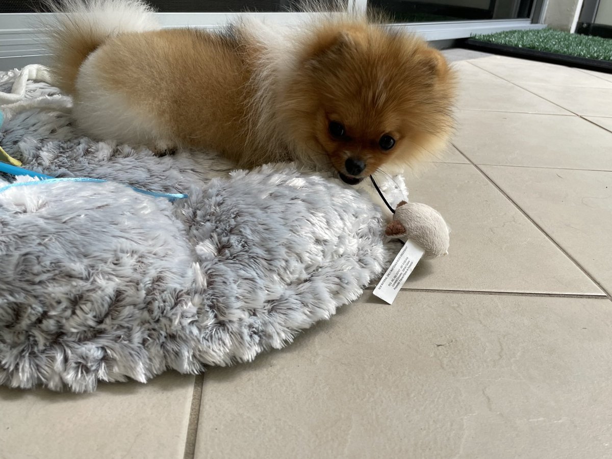 k216s10's tweet image. Mr grumpy toy is kitty’s new favourite 

#kitty
#Pomeranian
#mrGrumpy 
#sydney
#australia